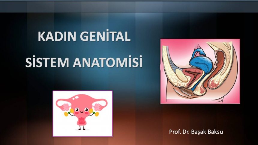 Kadın Genital Sistem Anatomisi